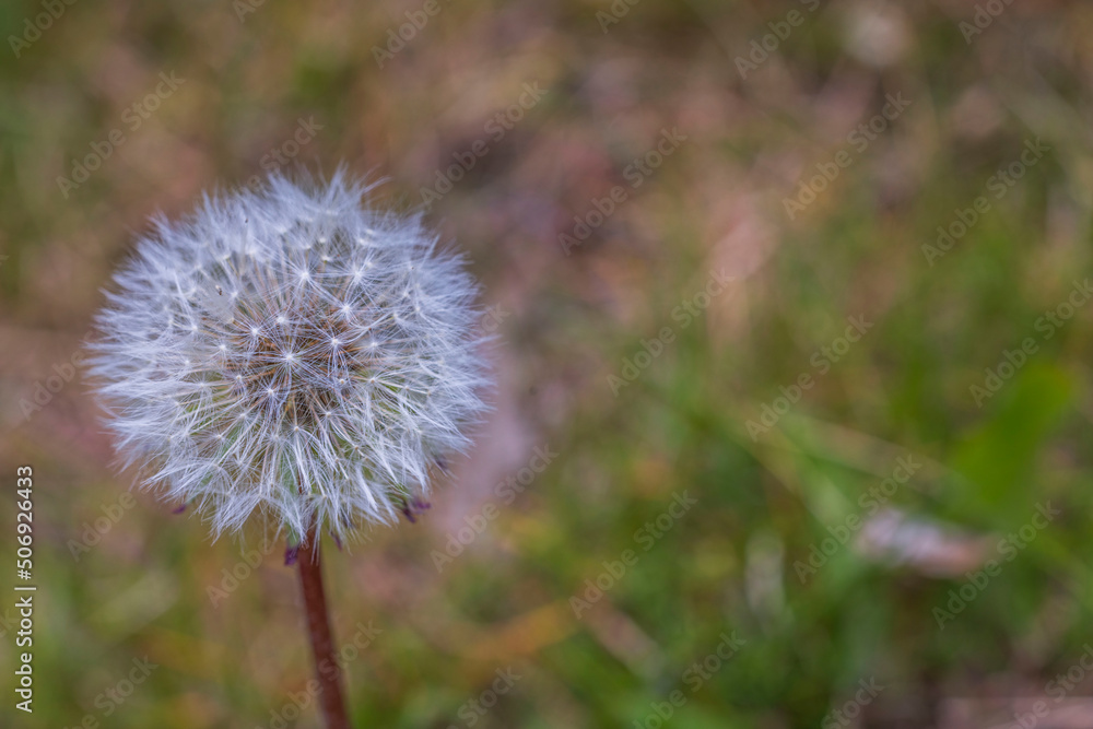 Close up view of faded dandelion flowers on background. Close up view of faded dandelion flowers on background.