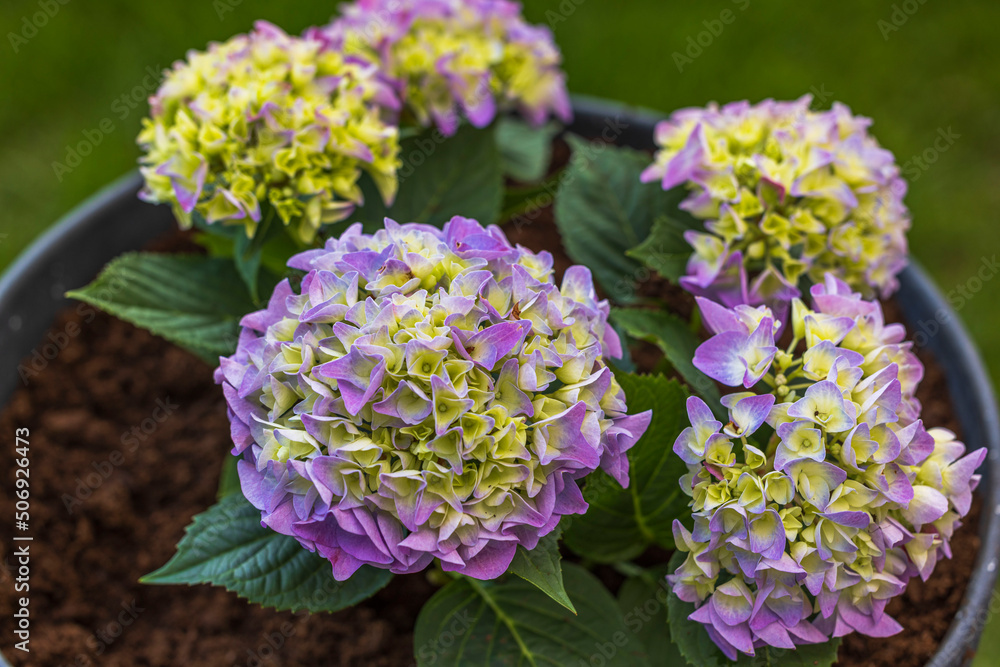 Close up view of colorful hydrangea flowers planted in pot in garden. Sweden. Close up view of colorful hydrangea flowers planted in pot in garden. Sweden.