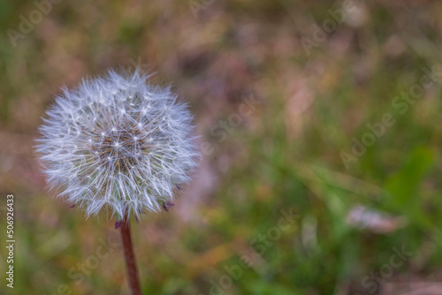 Close up view of faded dandelion flowers on background. 