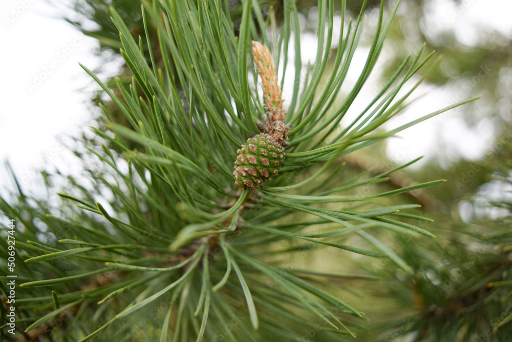 A small pine cone grows on a branch on a spring day A small pine cone grows on a branch on a spring day