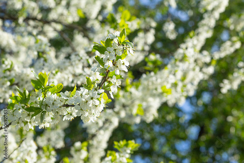 The floral background is a cherry branch with white flowers and a space for copying.