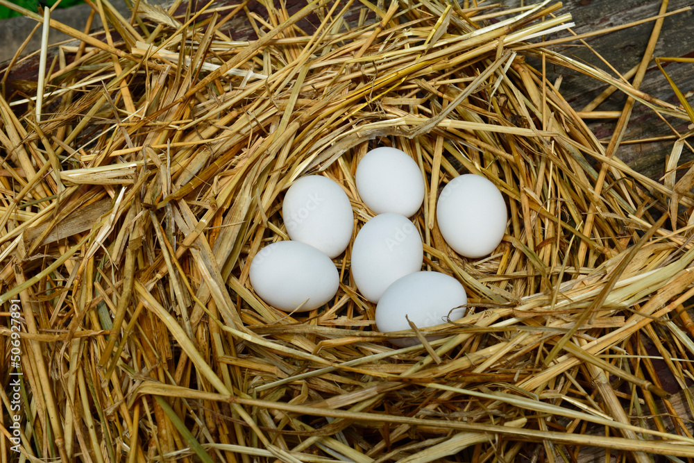 Eggs on straw .Organic egg with copy space . Eggs on straw .Organic egg with copy space .