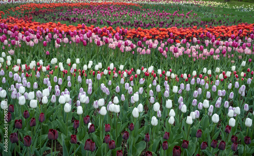 Tulips with different types and colors in the park.