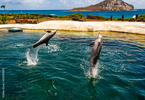 Dolphins Hawaiian Style