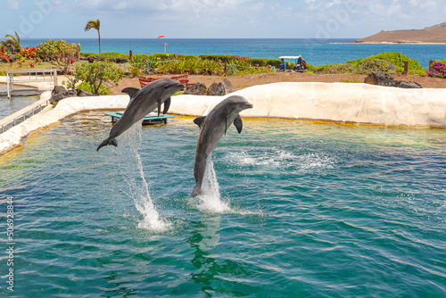 Dolphins at play