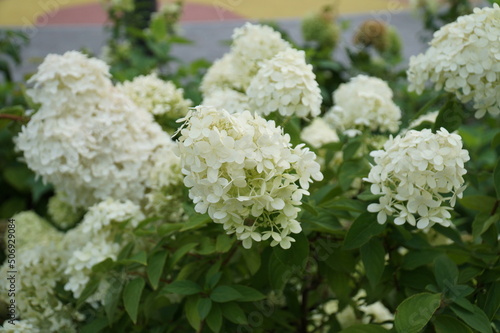 Blooming white hydrangea bushes in the park.