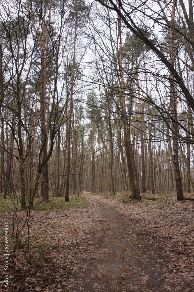 Deciduous forest in spring in Europe. Deciduous forest in spring in Europe.