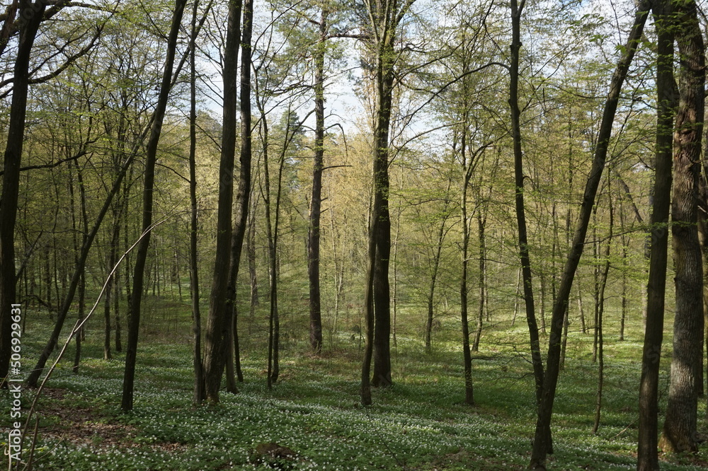 Deciduous forest in spring in Ukraine.