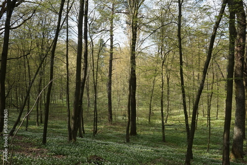 Deciduous forest in spring in Ukraine.