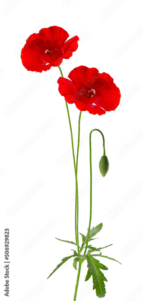 Obraz premium Red poppy flower isolated on a white background.