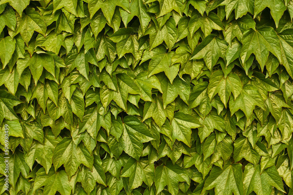 Fototapeta premium green leaves background