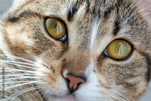 Portrait of tabby marble cat with green-yellow big eyes, white whiskers and pink nose. Adorable purebred cat eyes. Fluffy domestic cat face close up.