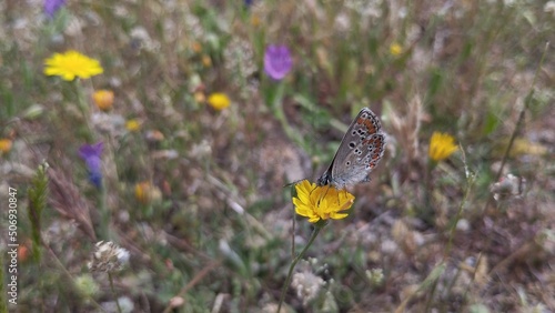 Mariposa moreana (aricia cramera) libando flor amarilla en el campo © Oberce