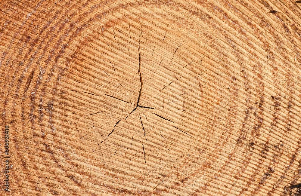 Naklejka premium Texture of pine wood trunk.