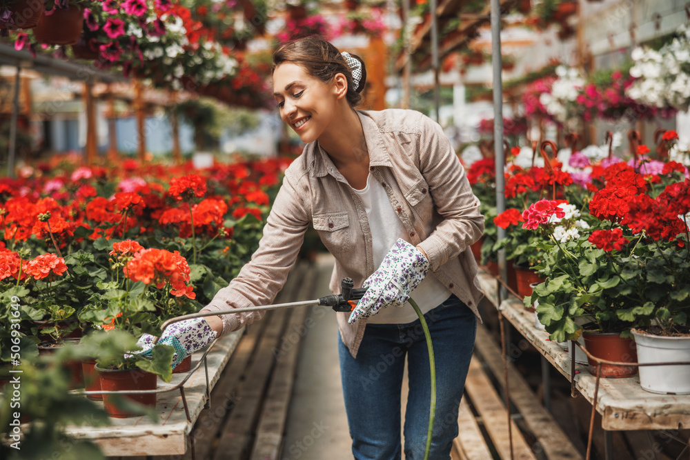 Florist Woman Watering Flowers While Caring About Them In A Greenhouse