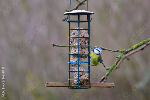 Little blue tit clinging on bird feeder