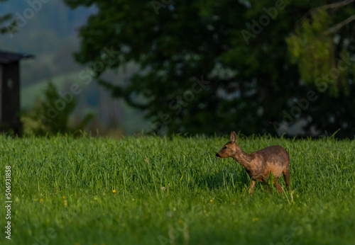 Female roe deer on green spring meadow near forest