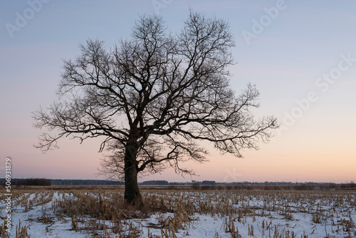 Beautiful oak tree in a rural field before sunrise. © Uladzimir