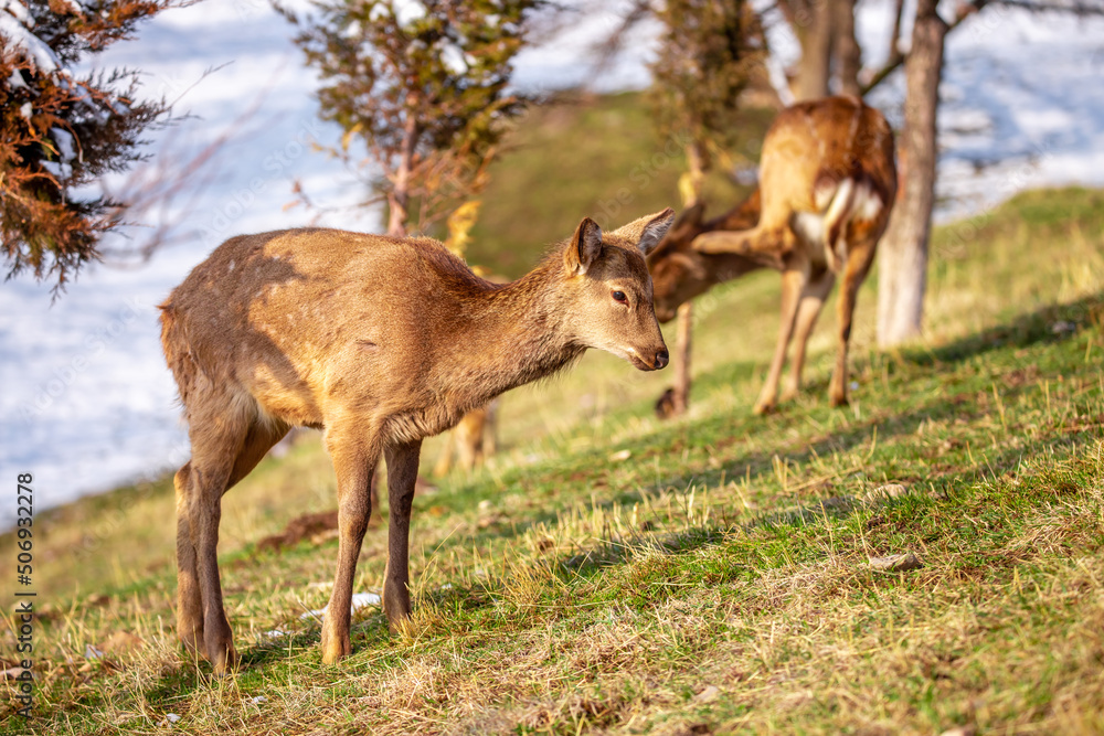 Beautiful spotted deer in the mountains against the background of green grass and snow. Fairytale spring landscape with wild animals. Beautiful spotted deer in the mountains against the background of green grass and snow. Fairytale spring landscape with wild animals.
