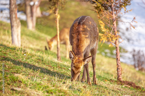 Beautiful spotted deer in the mountains against the background of green grass and snow. Fairytale spring landscape with wild animals.