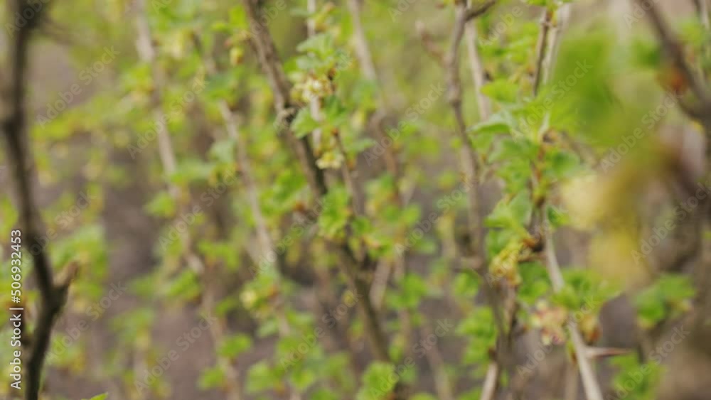 Green gooseberry bush with young buds and fresh leaves growing in garden. Branches with blooming sprouts after warming in early spring. Green gooseberry bush with young buds and fresh leaves growing in garden. Branches with blooming sprouts after warming in early spring.