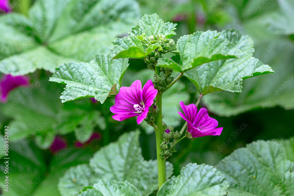 Buds and blooming flowers of Malva Sylvestris. Buds and blooming flowers of Malva Sylvestris.