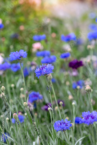 Colorful cornflowers (Centaurea cyanus).