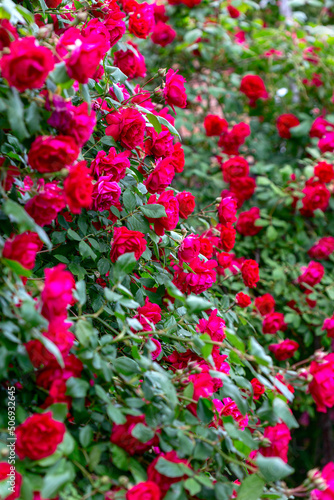 Hedge made of a braided red rose.