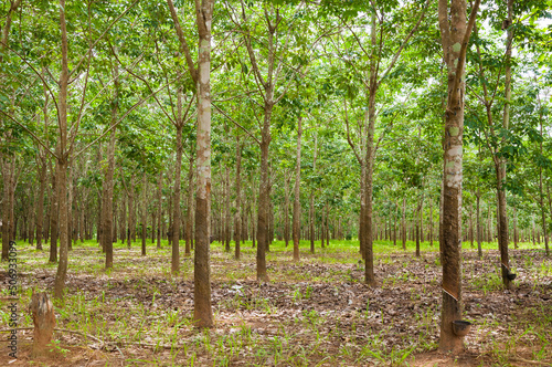 Row of para rubber plantation in South of Thailand,rubber trees © rawintanpin