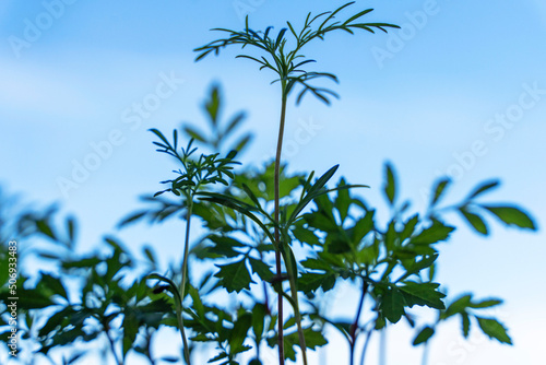 seedlings of flowers in a plastic cellular container on the windowsill