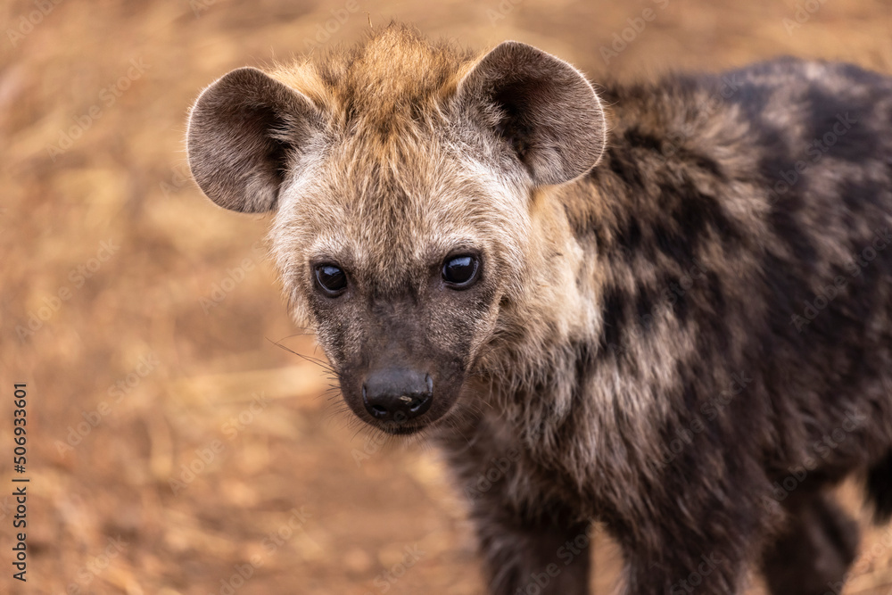 Curious hyena cub looking into the camera lens. Curious hyena cub looking into the camera lens.