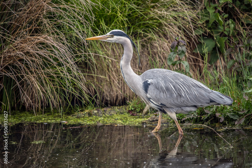 Grey Heron the perfect fisherman