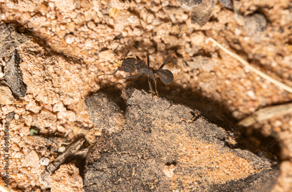 Black Hairy Ant Crawling on Dirt Stones and Twigs Black Hairy Ant Crawling on Dirt Stones and Twigs