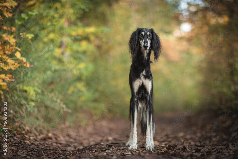 Black and tan sales saluki