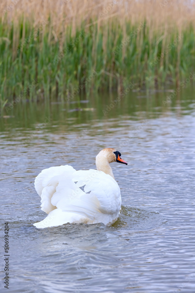 Obraz premium Mute swan is swimming in the Volga river near the reeds