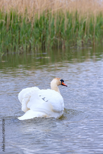 Mute swan is swimming in the Volga river near the reeds