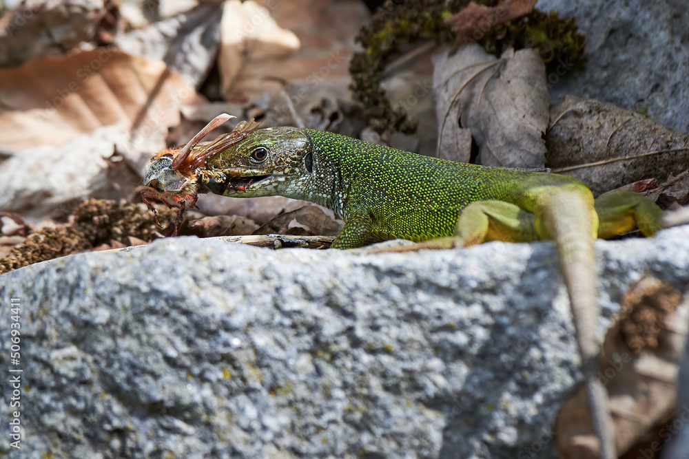 Fototapeta premium European green lizard (Lacerta viridis) feeding with a Cockchafer beetle (Melolontha melolontha)