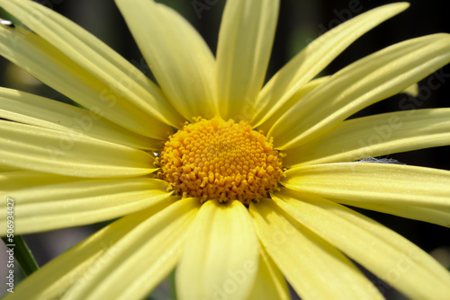 Shrub yellow chrysanthemum close-up. Textural spring floral background.