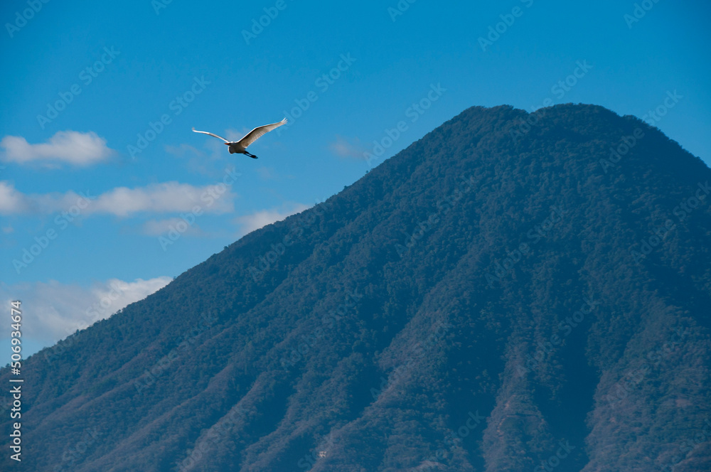 Heron with Volcano Lake Atitlan, Guatemala Heron with Volcano Lake Atitlan, Guatemala