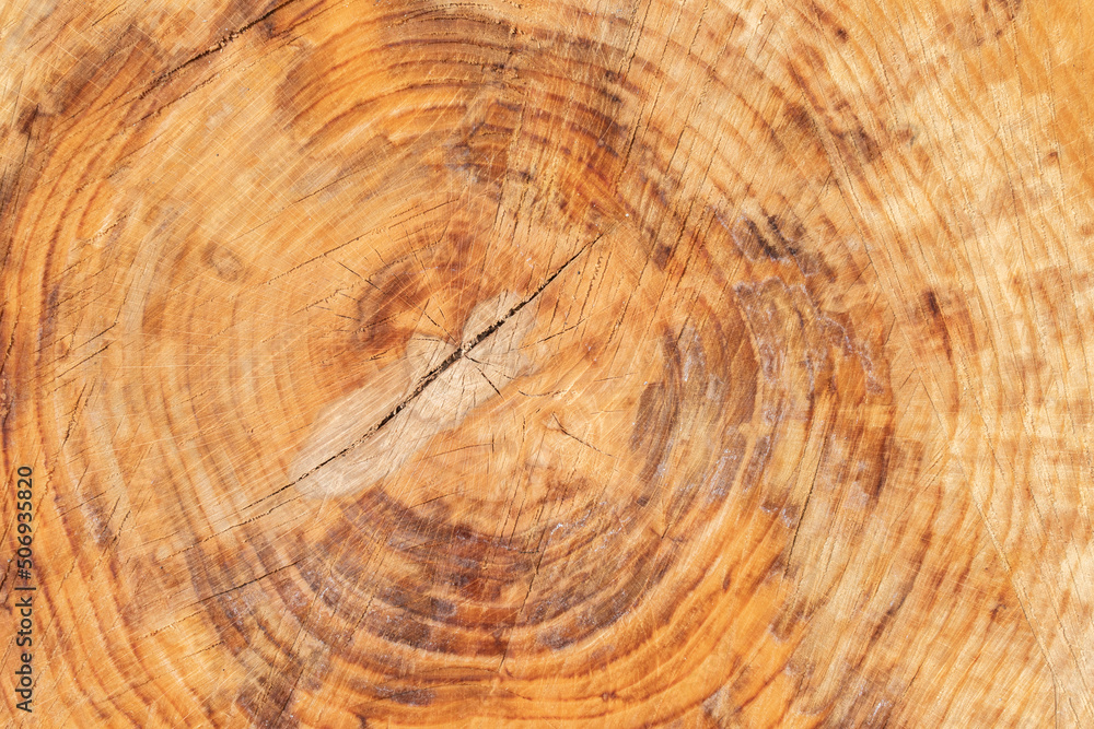 Naklejka premium cross section of tree wood trunk - wooden background