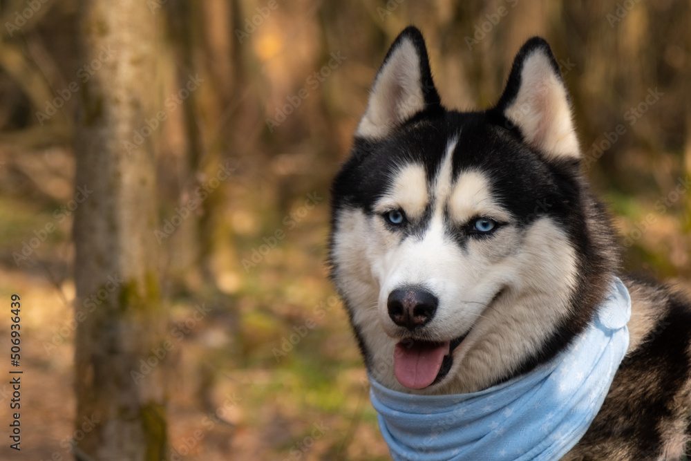 Husky portrait. A dog with blue eyes and a blue scarf. Husky in the forest. Dog muzzle close-up. There is space for text Husky portrait. A dog with blue eyes and a blue scarf. Husky in the forest. Dog muzzle close-up. There is space for text