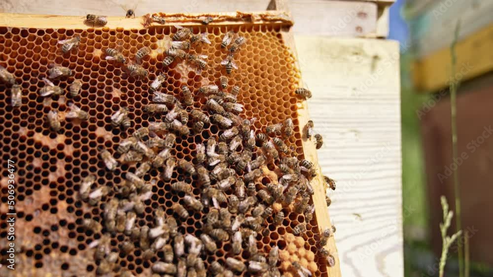 Bees crawling over the wax frame placed near the hive. Busy insects produce organic product. Close up. Bees crawling over the wax frame placed near the hive. Busy insects produce organic product. Close up.