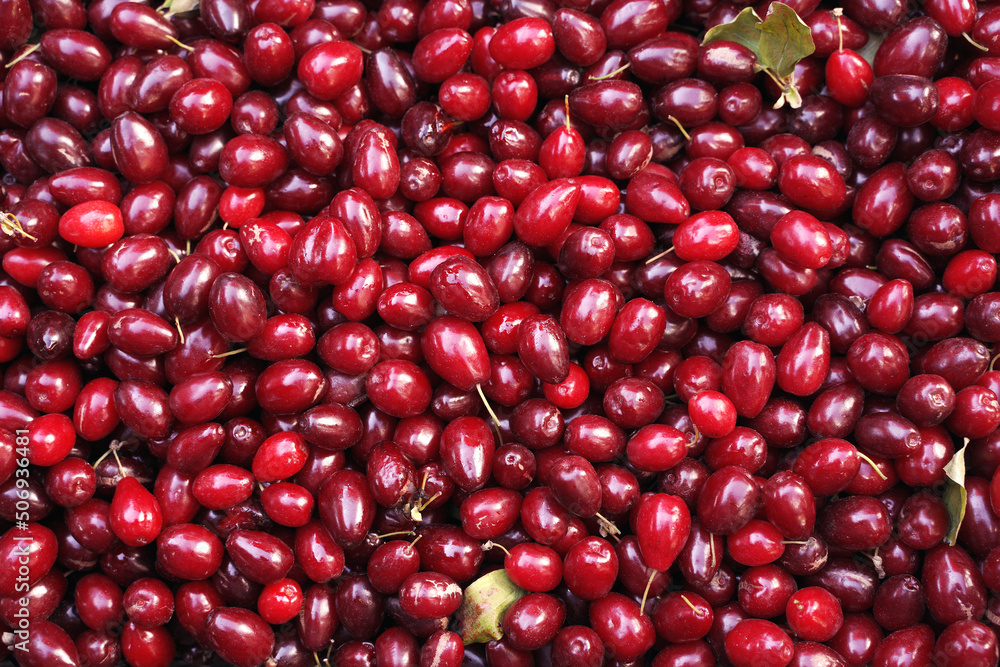 Ripe dogwood fruits. Red cherries background. Harvest of burgundy fruits of dogwood. Season of healthy plants. Concept of healthy eating. Ripe dogwood fruits. Red cherries background. Harvest of burgundy fruits of dogwood. Season of healthy plants. Concept of healthy eating.