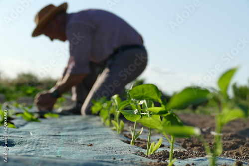 Fotografia Persona agricultor plantando hortalizas y pimientos en el huerto
