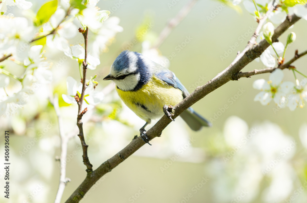 Little bird sitting on branch of blossom tree. The blue tit Little bird sitting on branch of blossom tree. The blue tit