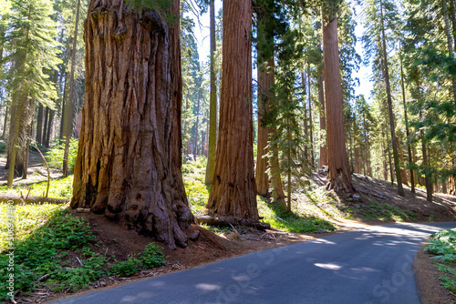 Sequoia National Park in California