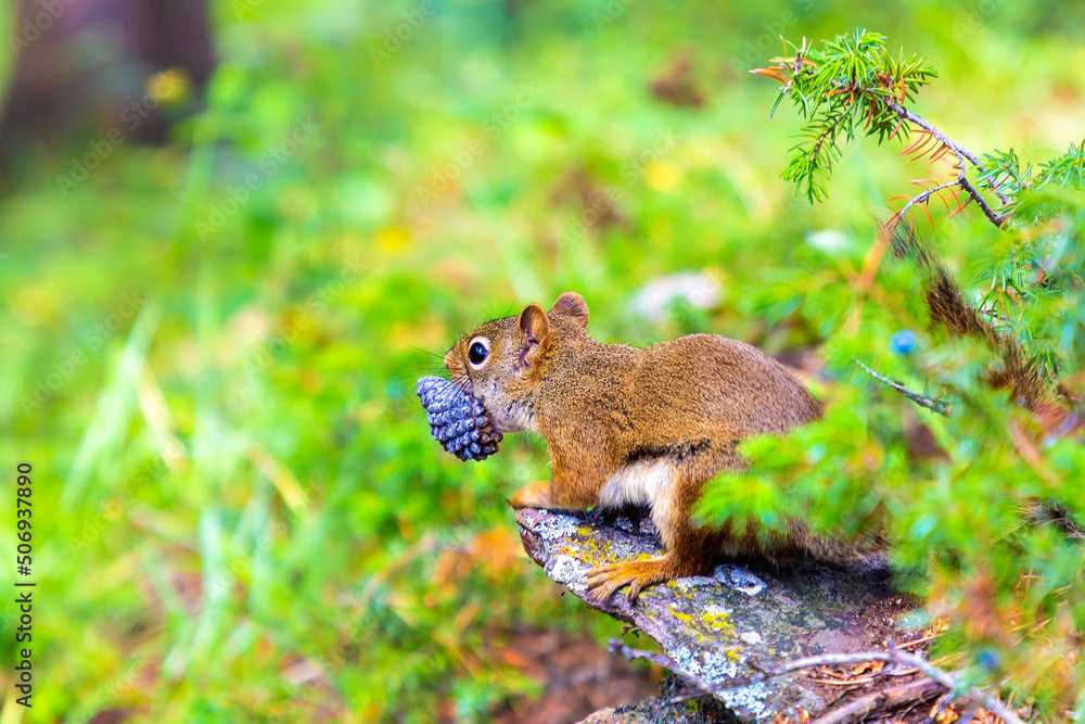 Fototapeta premium Red Squirrel in sunny day