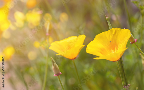 close up of a yellow flower under sun light
