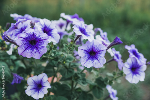 Petunias close up. Beautiful blue petunia flowers in bloom in the garden