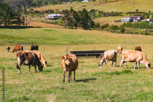 Wallpaper Mural Rural scene. Green hills and herd of cows in a sunny summer day Torontodigital.ca